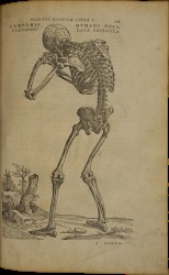 Andreas Vesalius ‘De humani corporis fabrica’ (On the fabric of the human body), 1555. Spread 2 recto